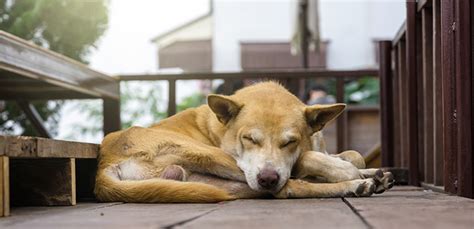 collapsed doggy|dog suddenly collapsed and died.